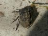 Asida sabulosa sabulosa